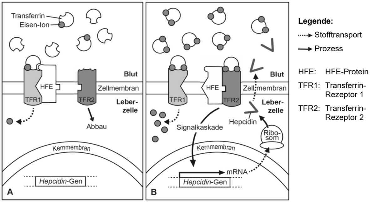 Schematische Darstellung von Eisenstoffwechsel und Hepcidin-Regulation in Leberzellen